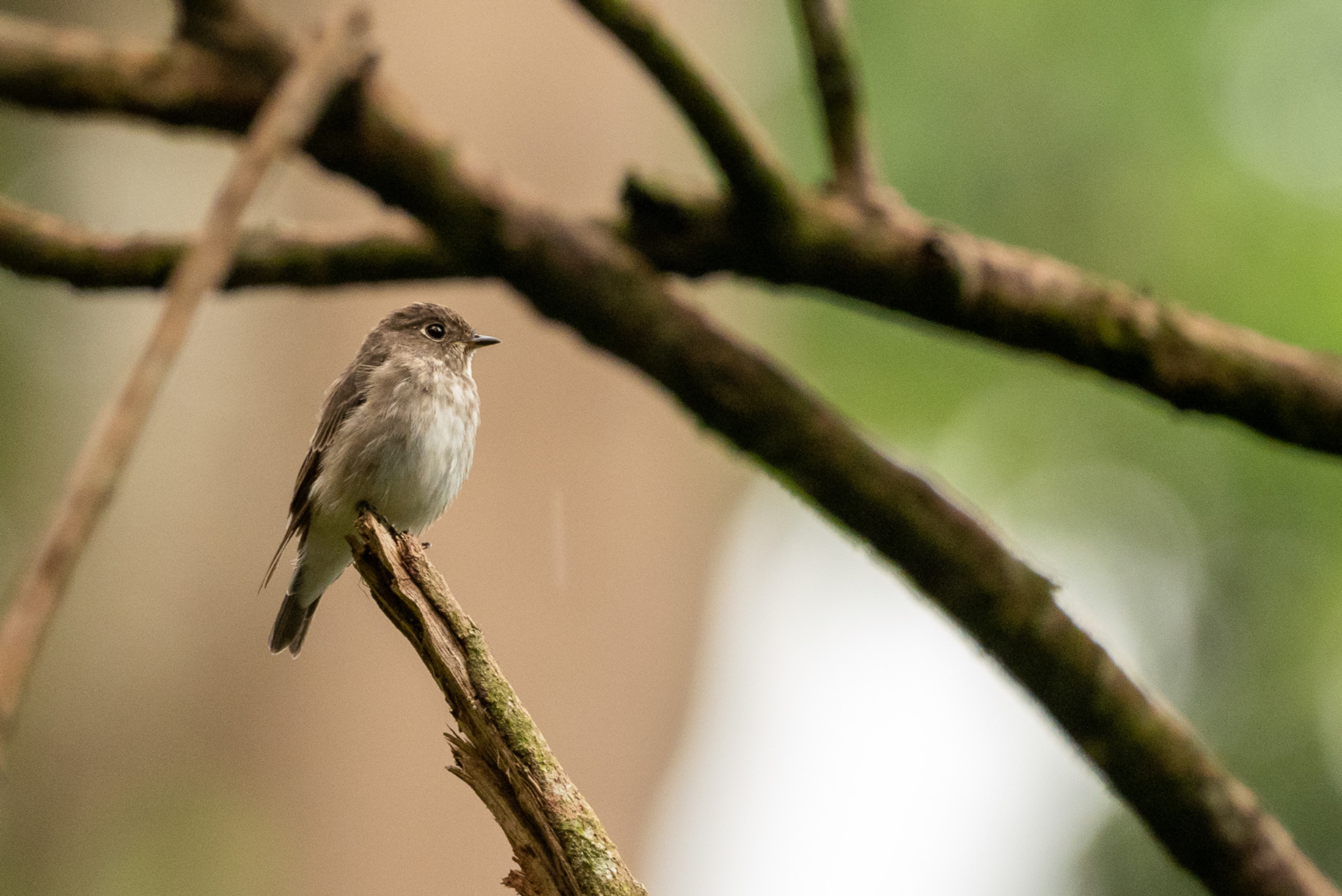 Dark sided Flycatcher